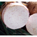 2021 New Harvest Export Natural Hot Selling Good Chinese Fresh Taro